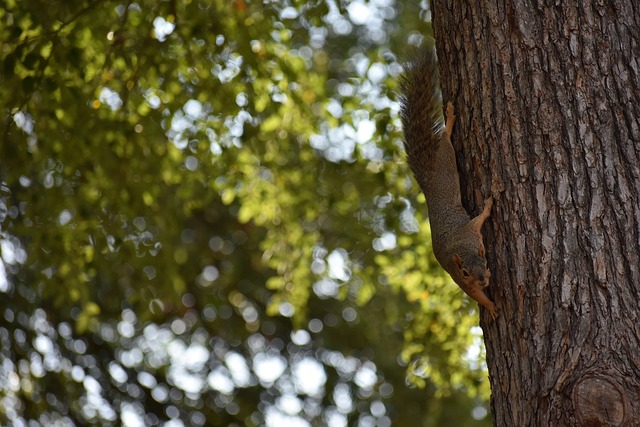 在休斯顿火 在休斯顿火
